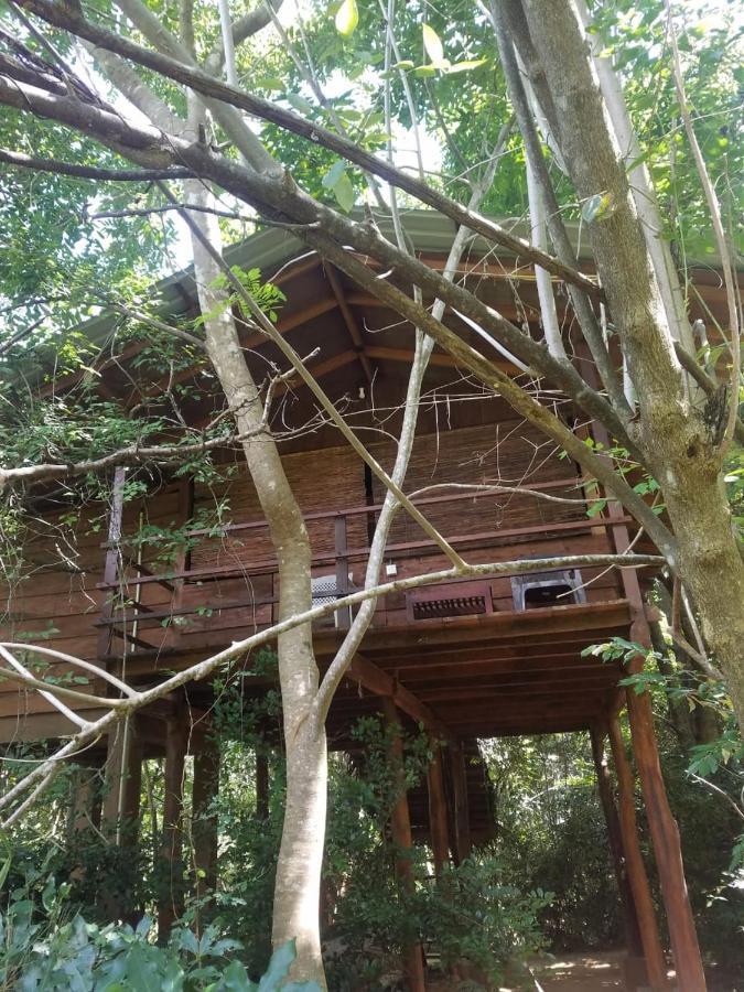 The Inn On The Tree Sigiriya Exteriér fotografie